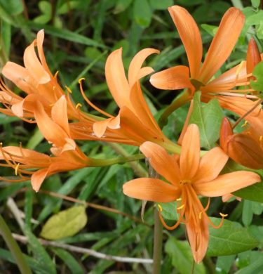 Koishikawa Botanical Gardens
